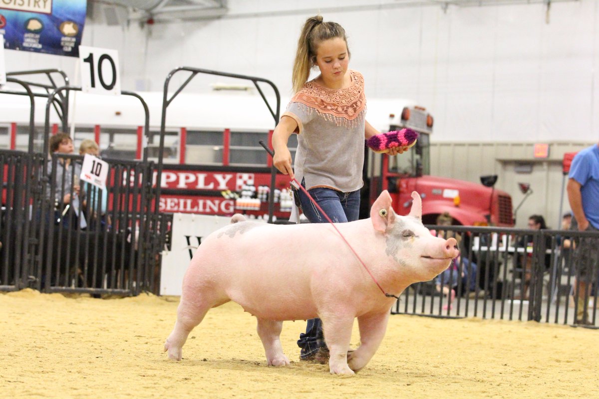 NationalSwine's tweet photo. Brooklyn Kerr, Kan., took home the Champion Crossbred Gilt banner at #SWRegional17. For more results, visit https://t.co/pNzsh2Z0zK. https://t.co/Wka6x18cVr
