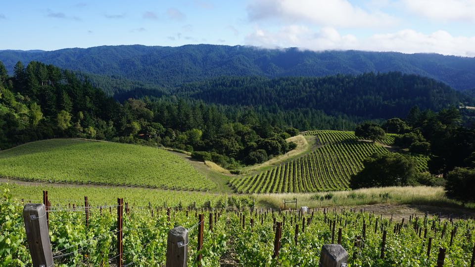 “There is little doubt the finest Santa Cruz Mountains wines are world-class in every way.” Galloni reviews => goo.gl/iS6CzG