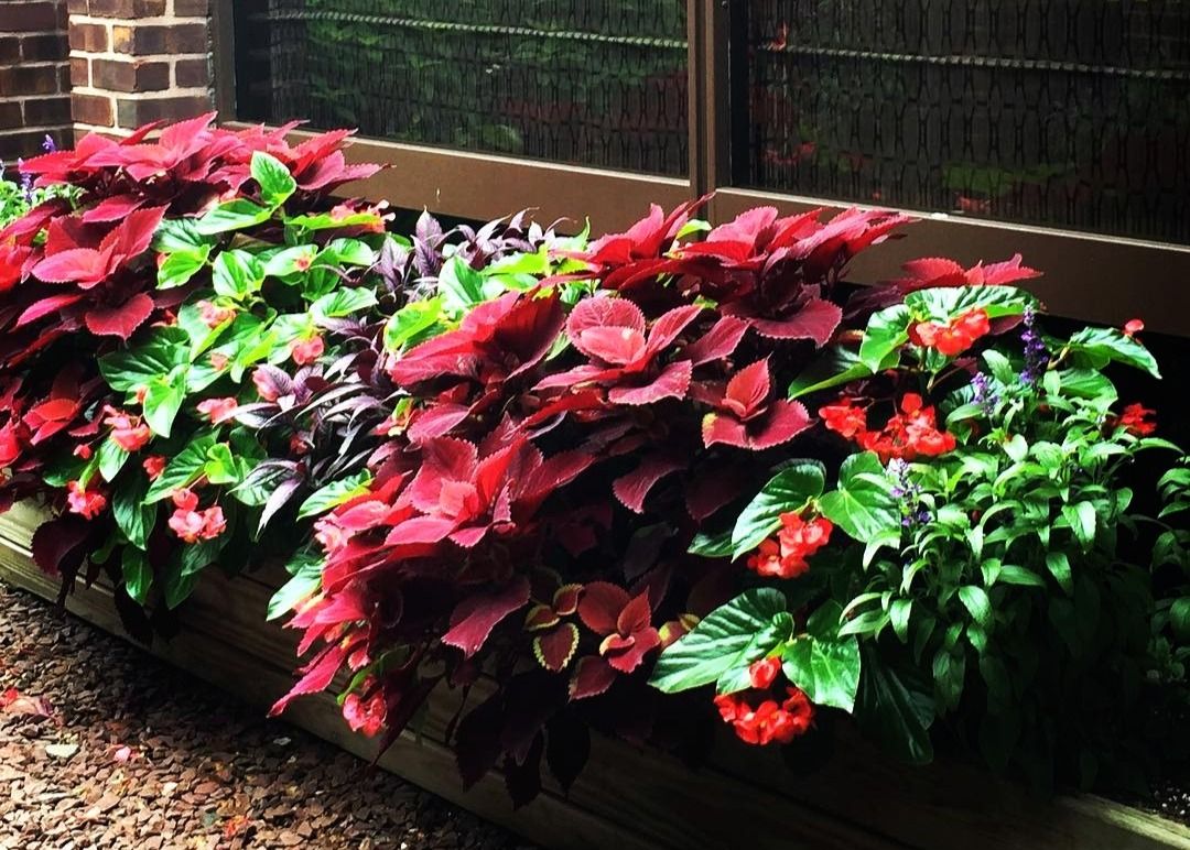 DeltaHuntValley's tweet photo. Some pretty #flowers around the hotel 🌺🍃 Can #summer last a little longer? 🙂 
#HuntValley #Maryland #hotel https://t.co/4gwLrIF9s0