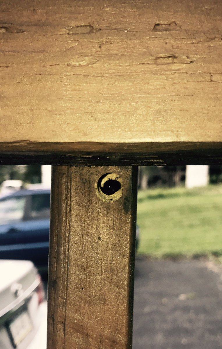 Irish_Angie's tweet photo. #carpenterbee #drilling #NaturePhotography #peeking 🐝 https://t.co/Idmhx1f4yi