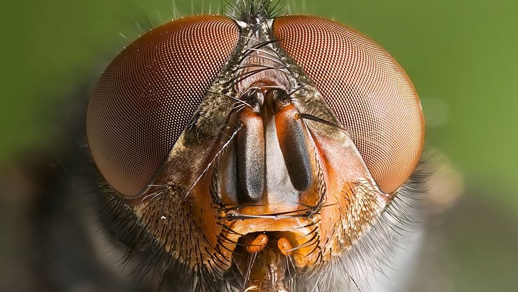 ankapestcontrol's tweet image. Sivrisinek, Karasinek, Tahtakurusu, Bit, Pire, Hamamböceği ve Karıncanın Sırları tinyurl.com/ydd2ob4c