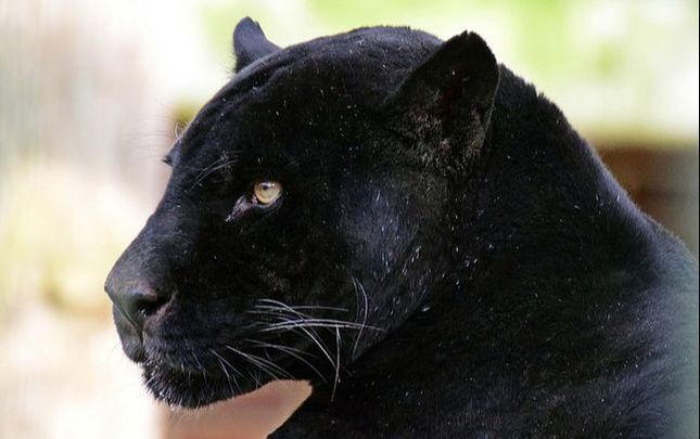 MicahDLynch's tweet photo. I wrote a poem entitled, "The Great Black Cat." You can read it at my website by following the link below: 
https://t.co/W9EBxBEbU1 https://t.co/8N4yeMVeHc