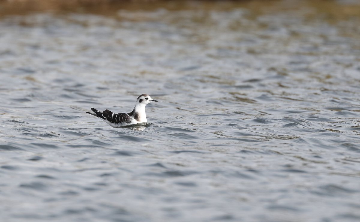 Great views of this #LittleGull at @EssexWildlife #gunnerspark today.
@EssexBirdNews @BBCSpringwatch @BBCEarth