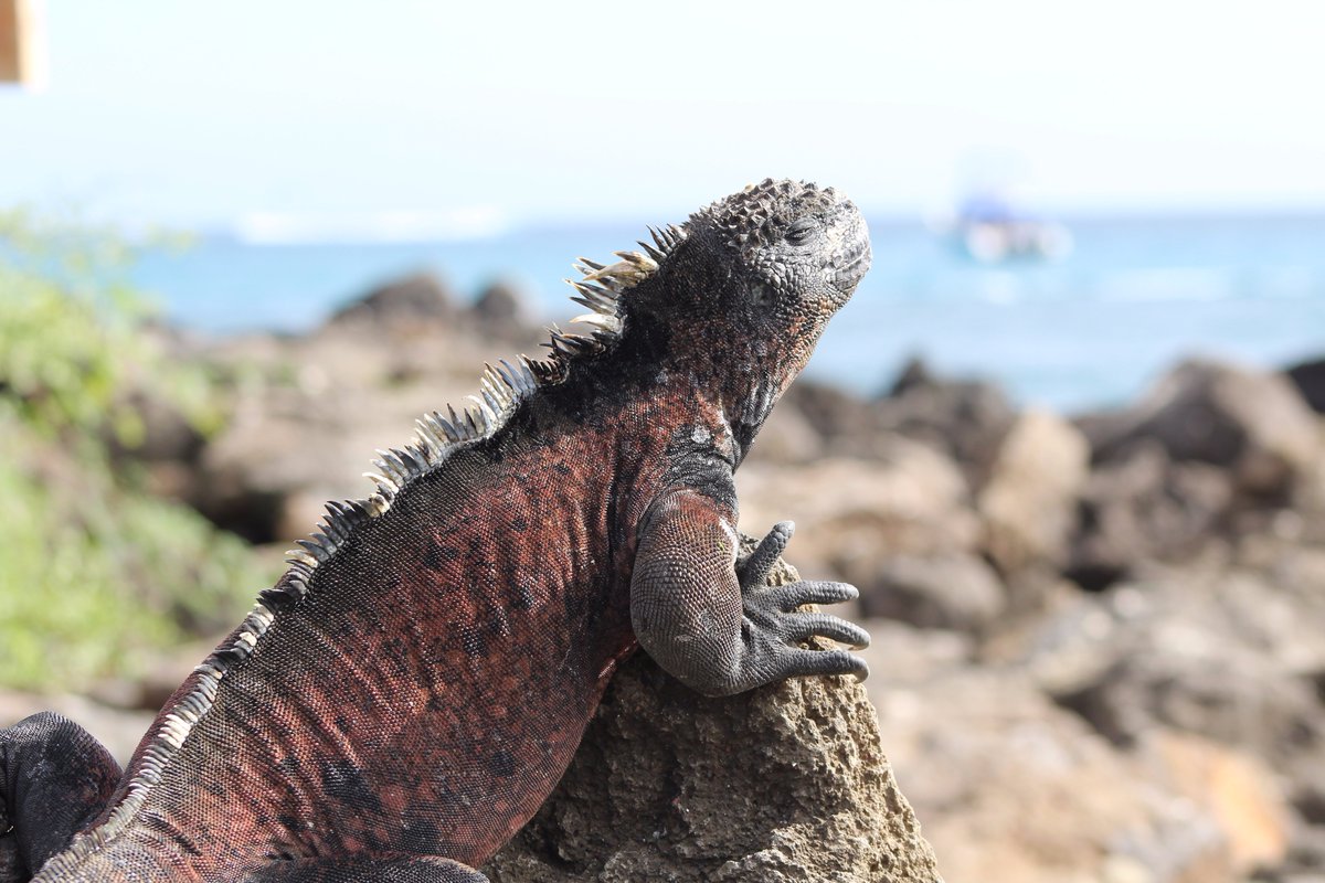 IslandersGalap's tweet photo. #IslandersGalapagos wishes you a relaxing #Sunday
#Daytours and custom #islandhopping 
Contact us for your #dreamvacation
#SanCristobal https://t.co/VgsoNHGu4J