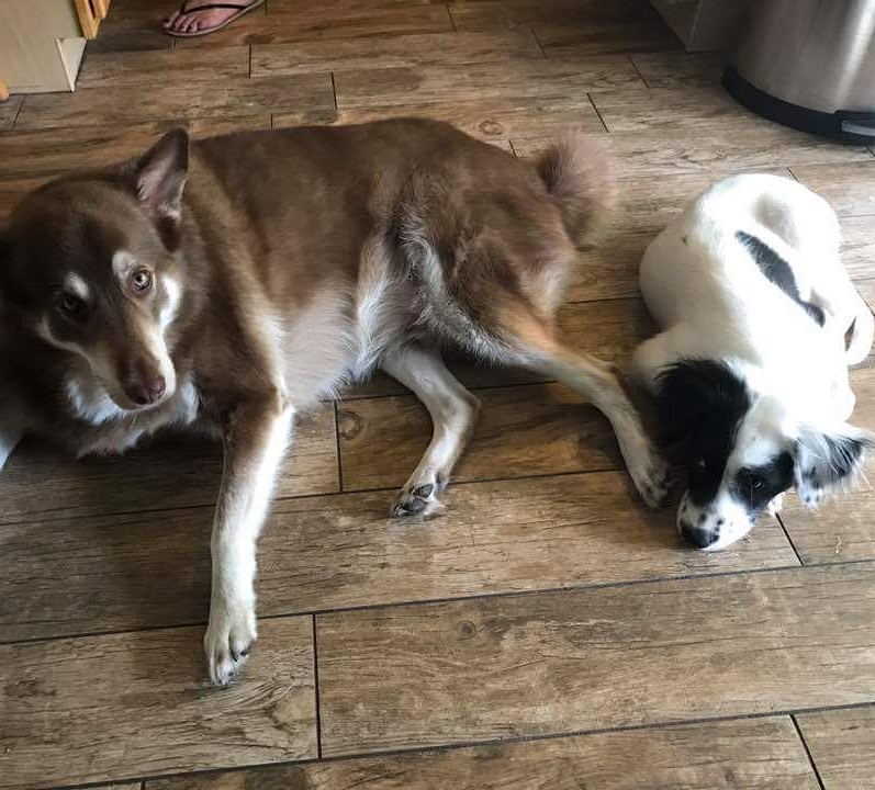 TheDogLiberator's tweet photo. #Otis loves #Luca, 2 #TDL pups #adopted #thedogliberator #centralflorida #rescuedog #floridadogrescue #walkadog #amazonsmile #itstartswitha… https://t.co/qZRH9cUXX8