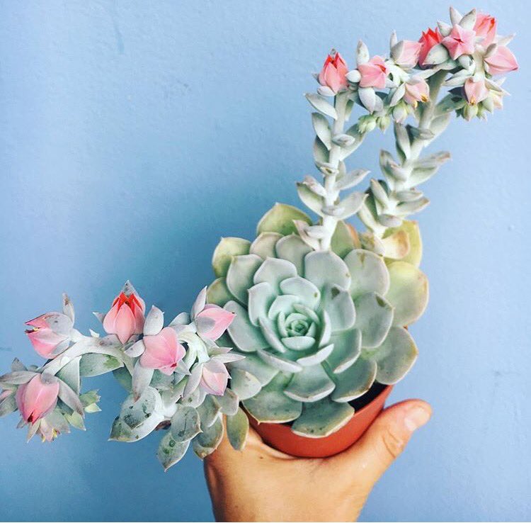 Succulent Native tweet media