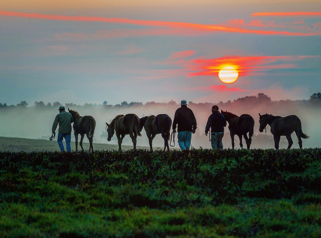 Kentucky sunrise, Bourbon County. #kywx #farm #travelky <a href="/KYforKY/">KentuckyForKentucky</a> <a href="/BluegrassScenes/">Scenes of the Bluegrass</a> <a href="/claibornefarm/">Claiborne Farm</a>