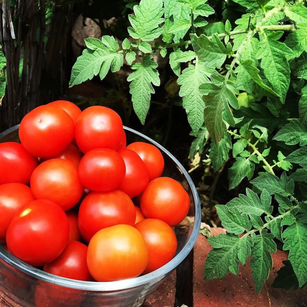 fireballtim's tweet image. Our frikkin&apos; tomato plants are out of control!!!! Time for salsa and spaghetti sauce up the Wazooooo! Watch #Fireb… ift.tt/2iUvL0g