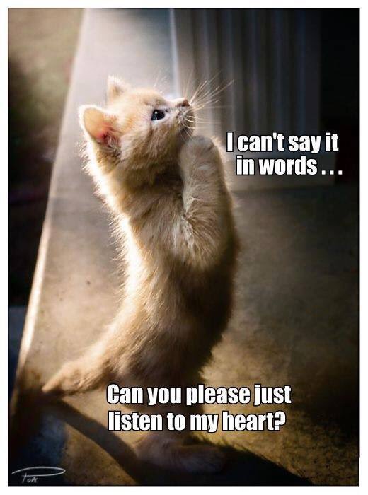 catgirl321's tweet photo. #Purrs4Peace🌟Special purrs for @I_Am_Luka  that best furiend Moses comes home🙏🏻🐾PURR PURR PURR PURR PURR PURR PURR PURR #weeti #FindMoses https://t.co/ejLiH14BT7