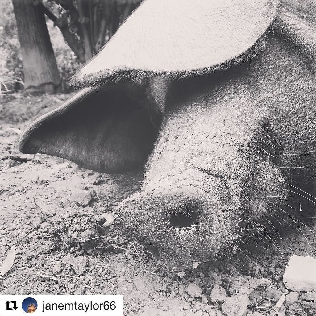 Huge congratulations to @janemtaylor66 who won our PorkFest photo competition. Breakfast box on its way (I'll pm y… ift.tt/2wvIZFn