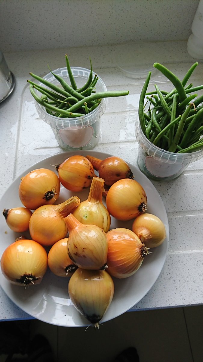 PolyTunnelDad's tweet photo. Some of my harvest today #shineyonions and #frenchbeans https://t.co/pXIFbW81jx