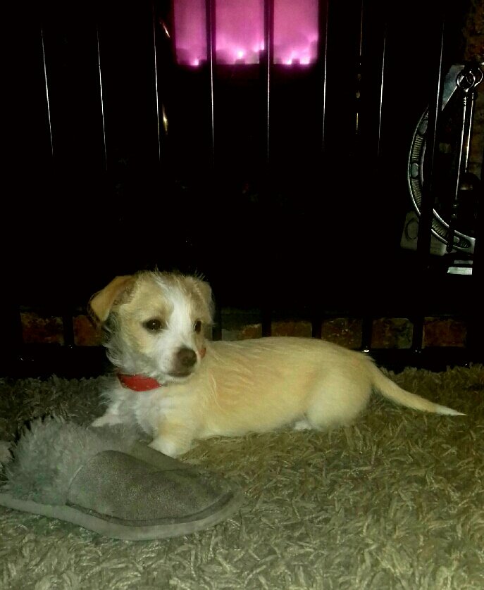 Wilson13lack's tweet photo. Snuggled by the fire 😍 xx https://t.co/395IGmoBKv