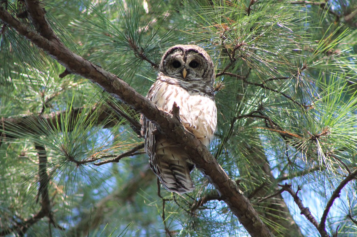 Alan Cooper On Twitter A Beautiful Barred Owl In Our Backyard