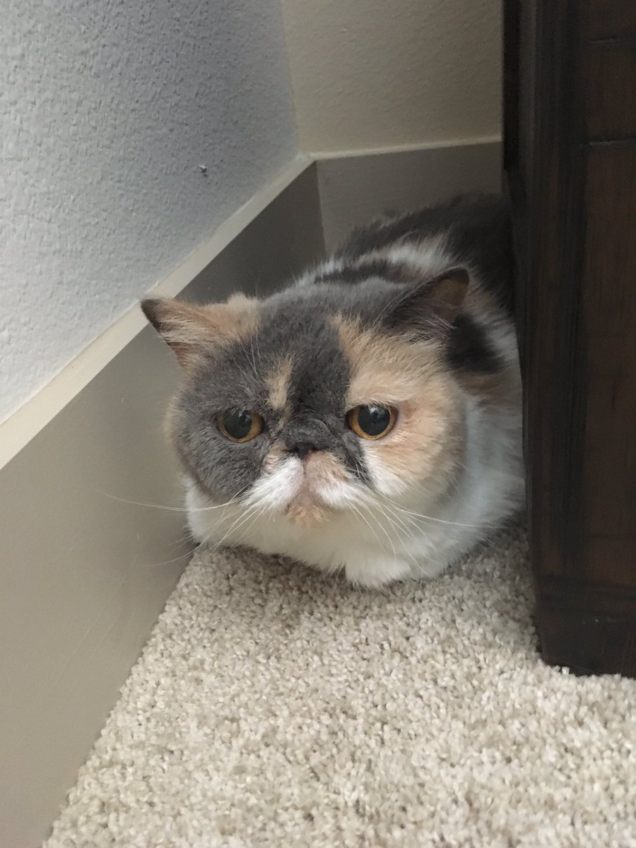 AZPetSitterPro's tweet photo. Miss Grumpface. 

#calico #dilutecalico #exoticshorthair #dilutecalicoexotic#catsitting #catsitter #gilbertazcatsitting #gilbertazcatsitter https://t.co/OmdCVcse9a