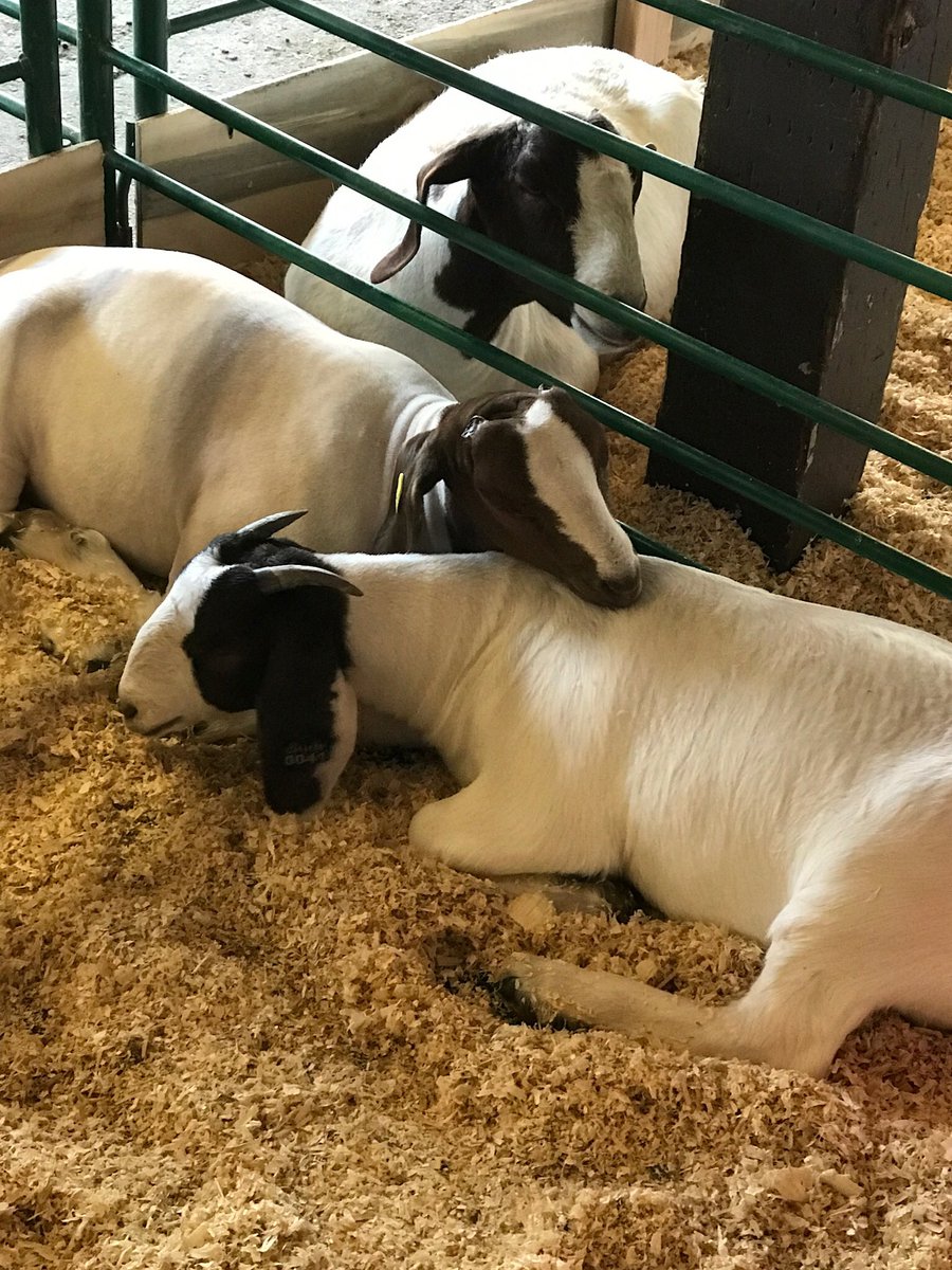 soledadffa's tweet photo. Fair time is fun time!! Thank you buyers and community supporters for making this year’s auction amazing! #MCF2017 https://t.co/5VtOYY3JQi