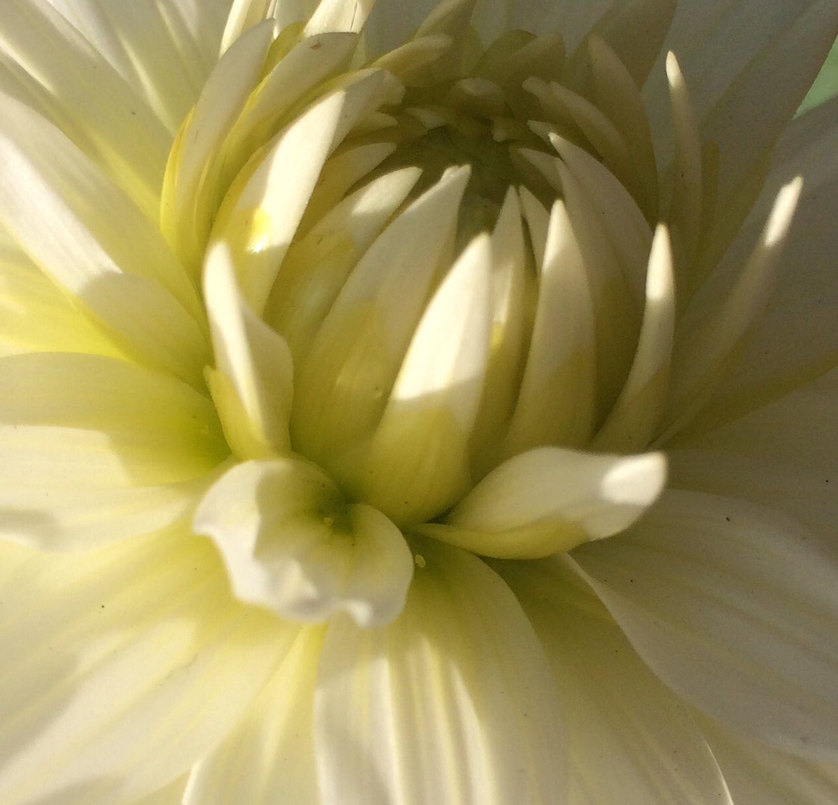 "the risk to remain tight in the bud was more painful than the risk it took to #blossom."#AnaisNin #autumn #dahlia #change #fall