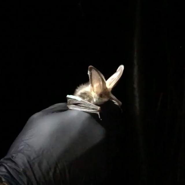 edbelljersey's tweet photo. Brown Long Eared from last night #plecotusauritus #bats #ASBatConf https://t.co/XhdJ9k8hi1