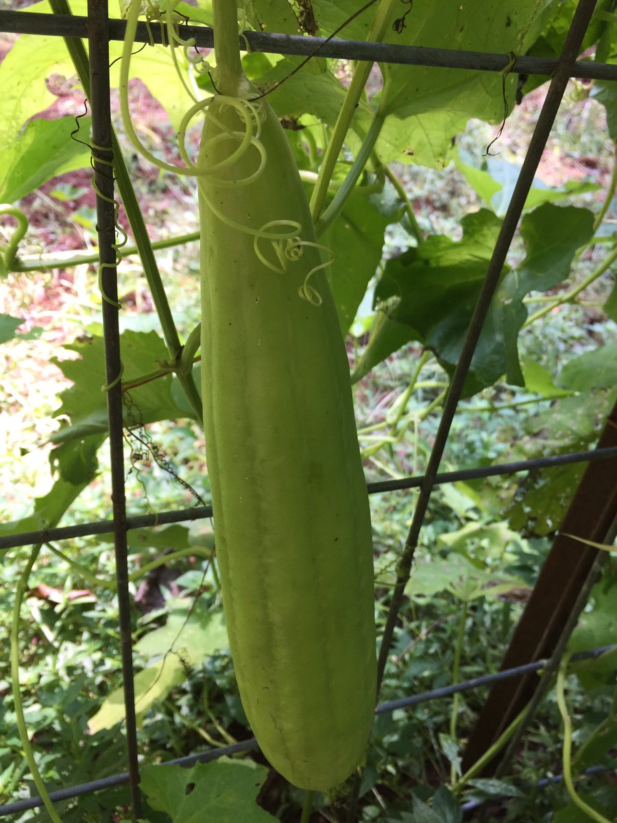WarriorFarms1's tweet photo. #growingishealing #loofah https://t.co/deCifjrzz0
