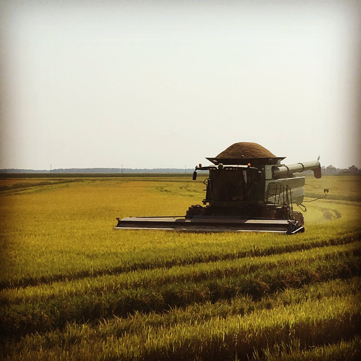 mitchsthomas's tweet photo. Day 3 of #rice #harvest17 went pretty smooth. Probably bc @BigGnumber1 was here to keep us in line. #ThomasFarms #RiceFarming https://t.co/al0h07xgk1