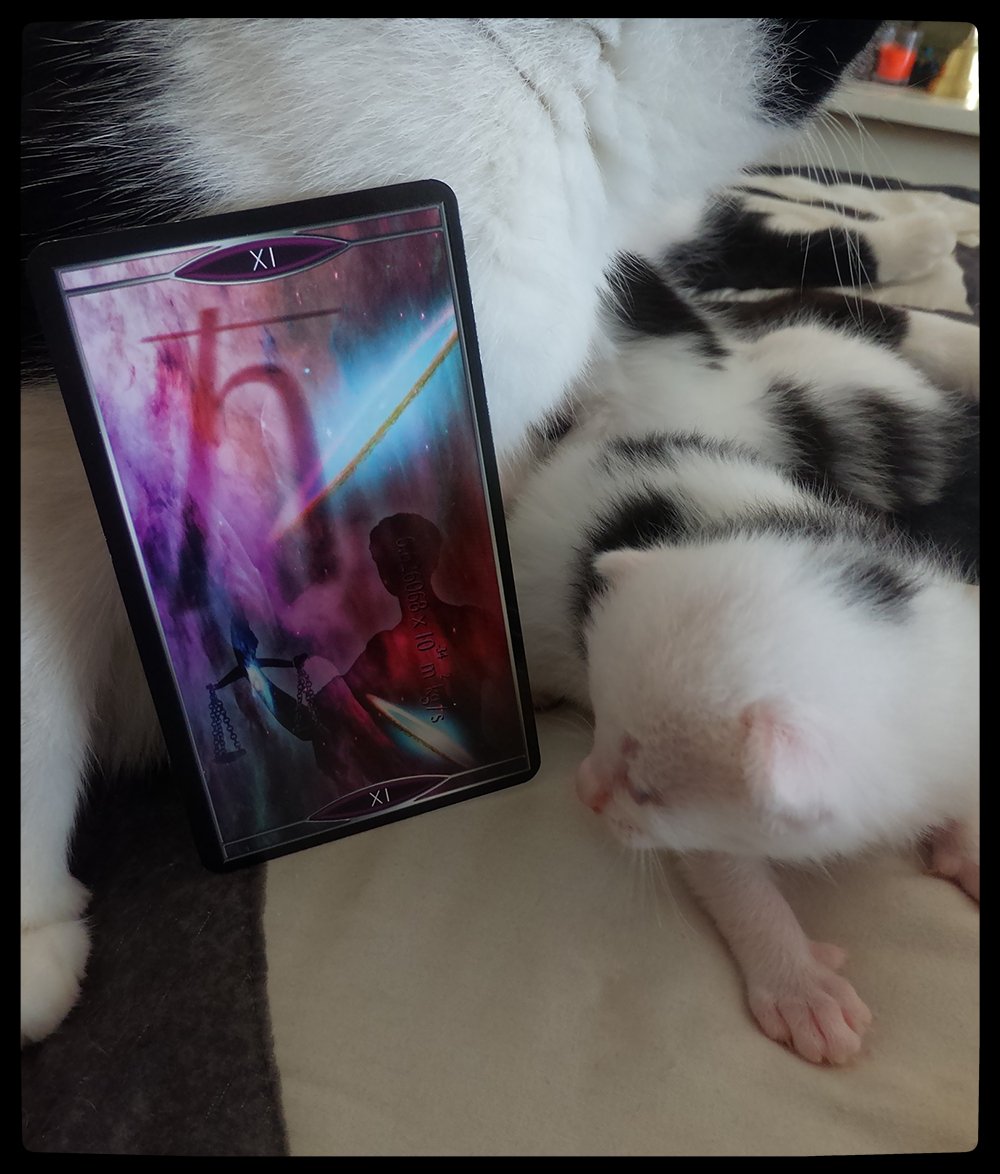 WillowGroveMyst's tweet photo. Max Planck was a genius. https://t.co/fTqJBFlrPD #dailytarot #quantumtarot #quantumphysics #tarotreading #konekotarot #kittensoftwitter https://t.co/olLuaU6z9P