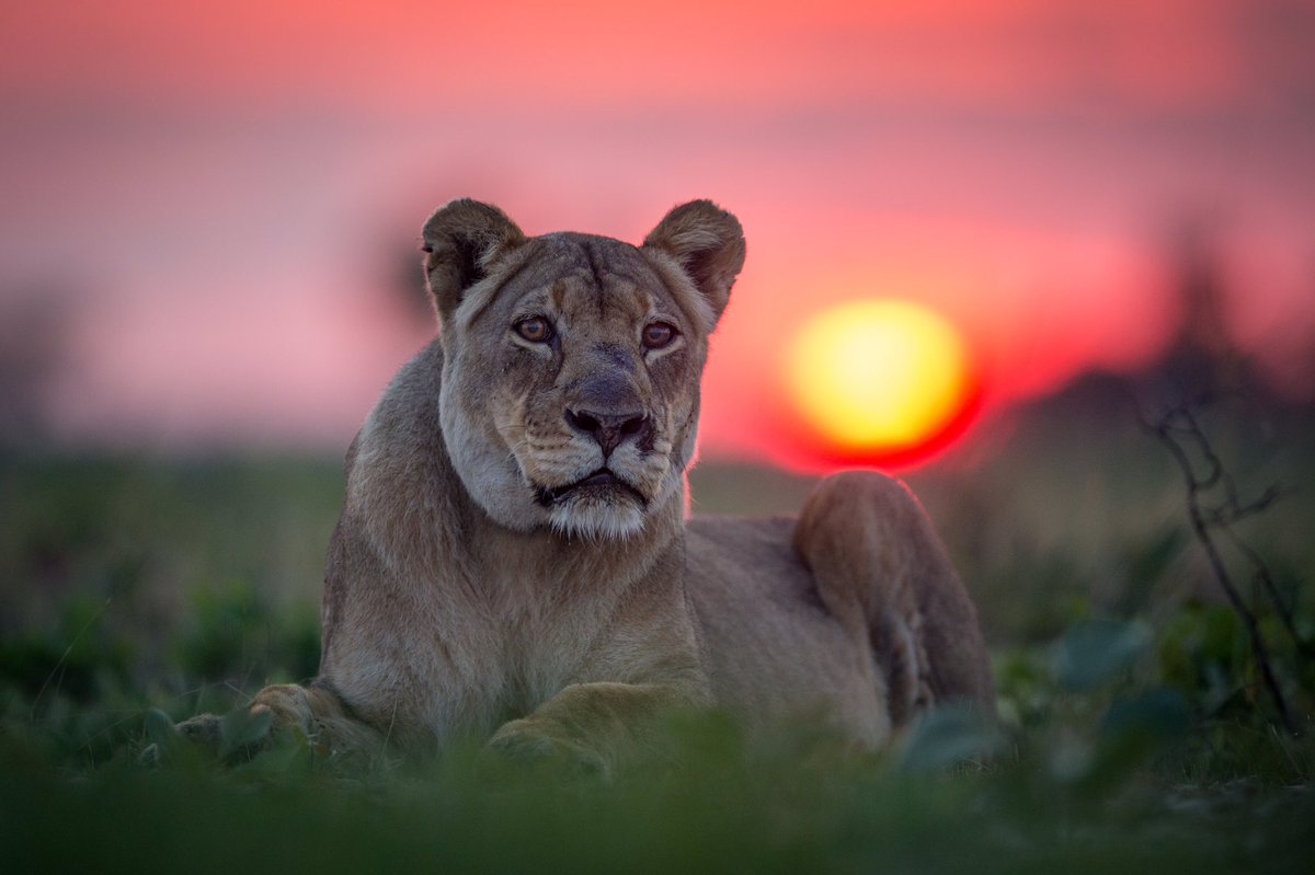 She was queen of the plains, the last lioness and an inspiration to all she touched. 

timeandtideafrica.com/story/tales-of…