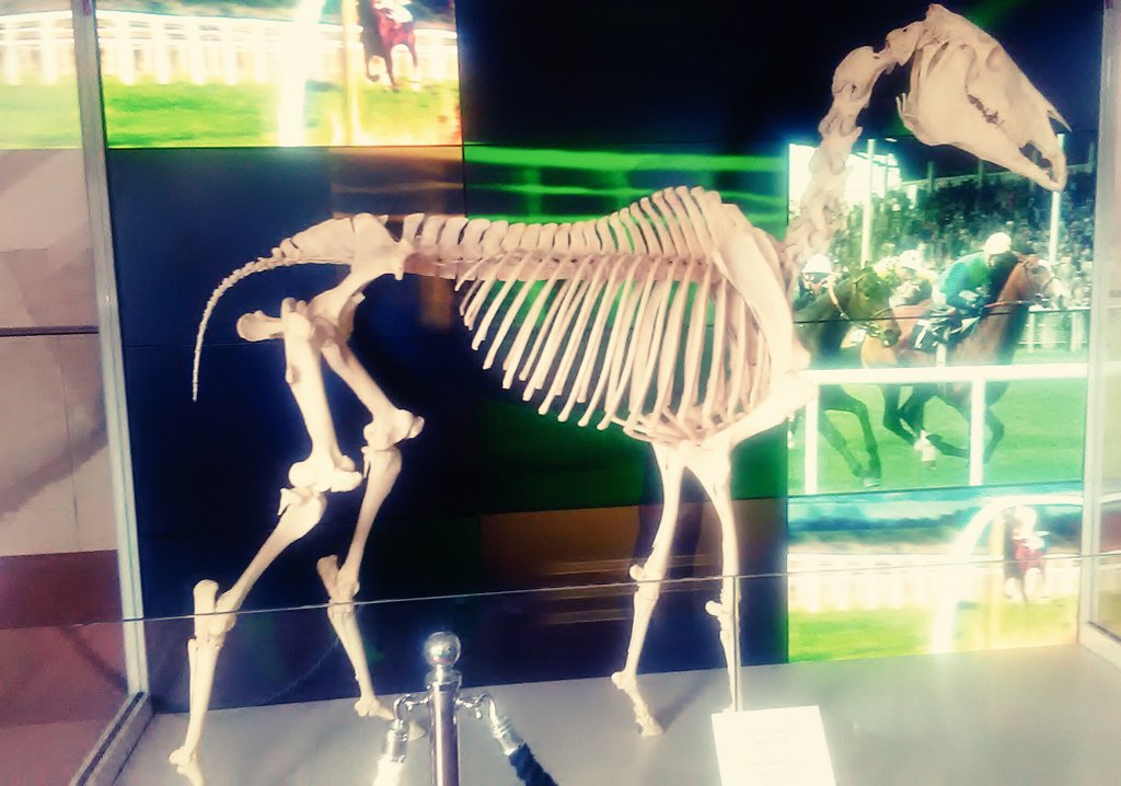 desertdove7's tweet photo. @FHCexperience #SuperVisit To See #SaddlersWells π#Skeleton & #History #Lovely #Surprise Tickets #LICWK17 From #CoolMoreStud #FHCExperience https://t.co/BuPMSo0NdC