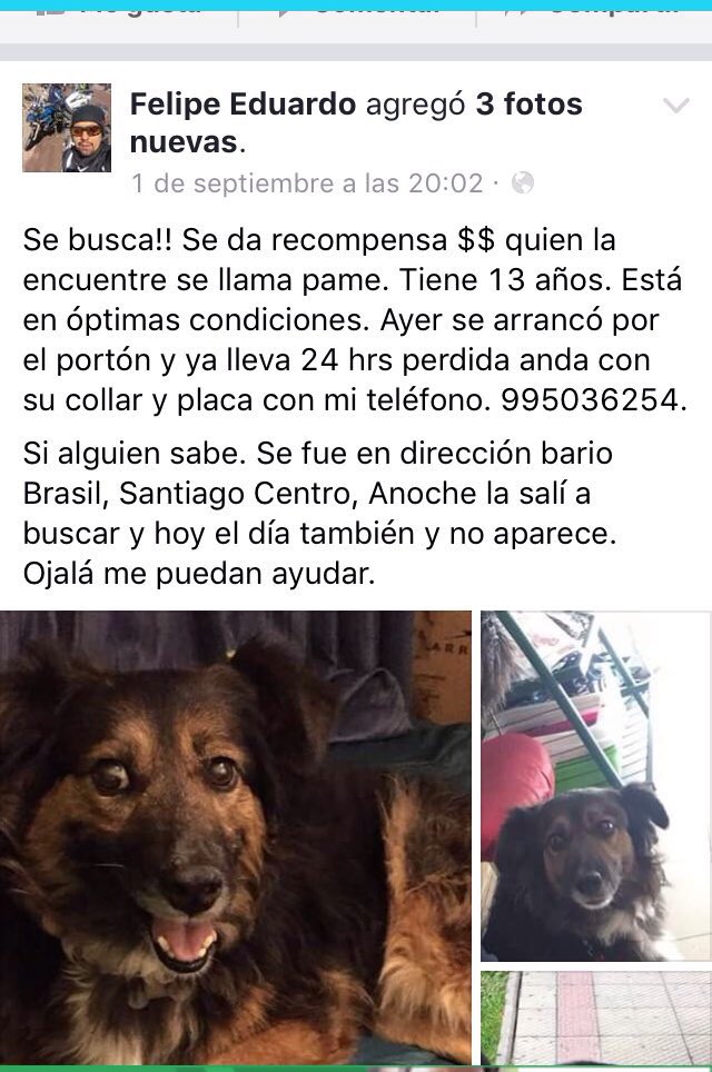 RT! Perdida hace 3 dias en #SantigoCentro +info en foto 👇🏻<a href="/MascotasCl/">buscando mascotas</a> <a href="/Animalperdidocl/">Mascotas Perdidas</a> <a href="/busca_tuperro/">Busca tu perro</a> <a href="/DeSantiagoCL/">Santiago - Chile</a>  <a href="/Muni_Stgo/">Santiago</a>