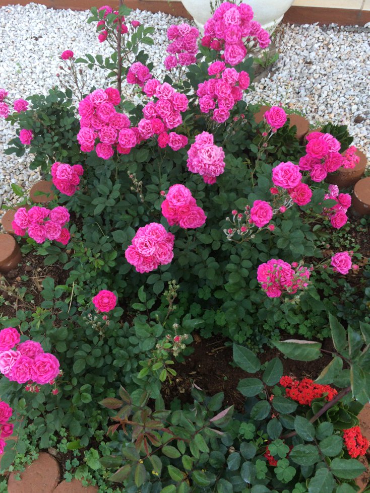 Odivan Cargnin (@odivan) on Twitter photo 