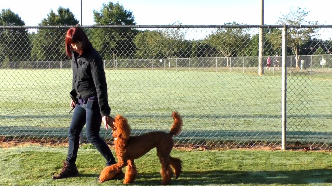 SitUpNListen's tweet image. Drive, Park and Ruby learned Reverse.
youtube.com/watch?v=SsNdBk…

#puppylife #puppy #puppylove #dogtraining #dogtrainer #Atlanta #poodle #pup