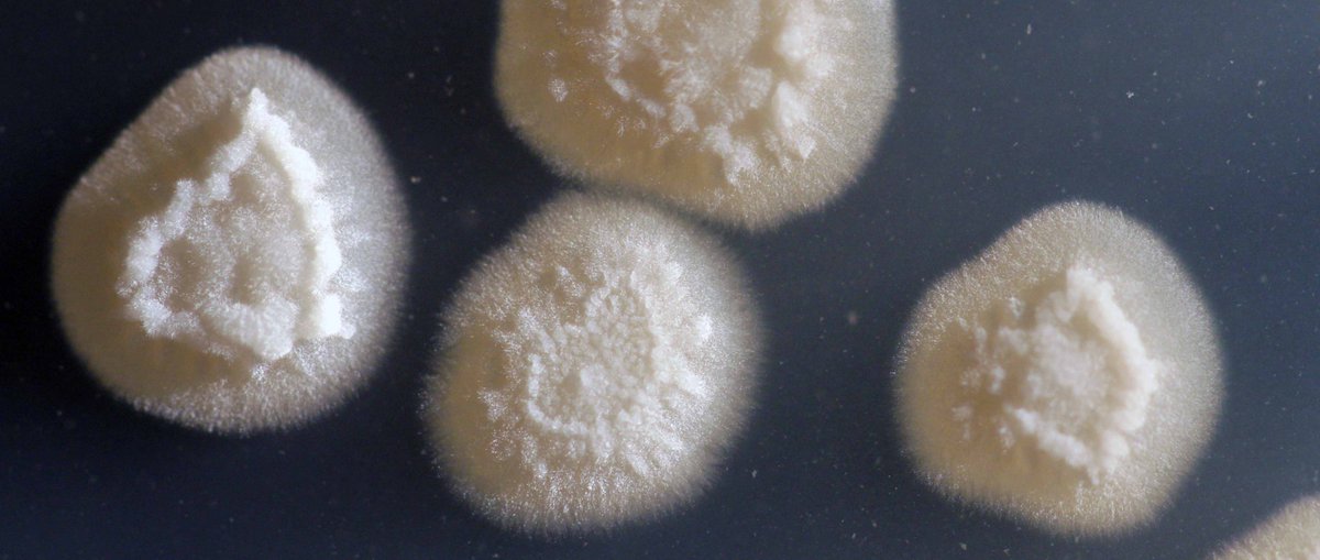 Resultado de imagen para candida lipolytica