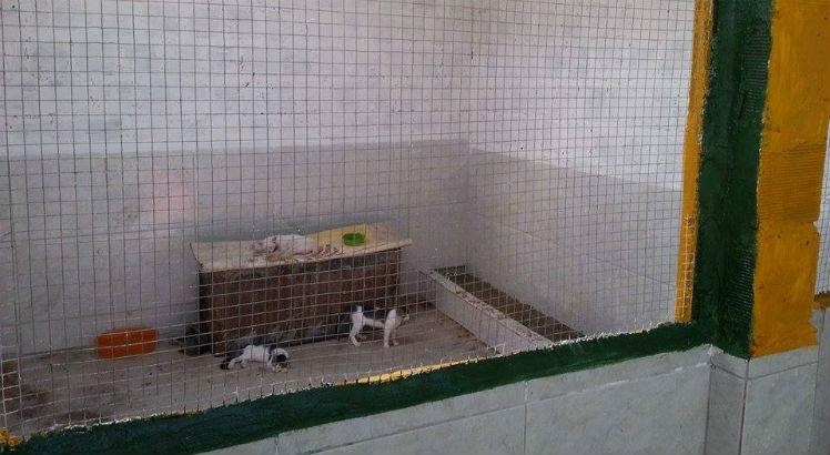 Cães e gatos maltratados à espera de adoção no Recife
goo.gl/veNEd9