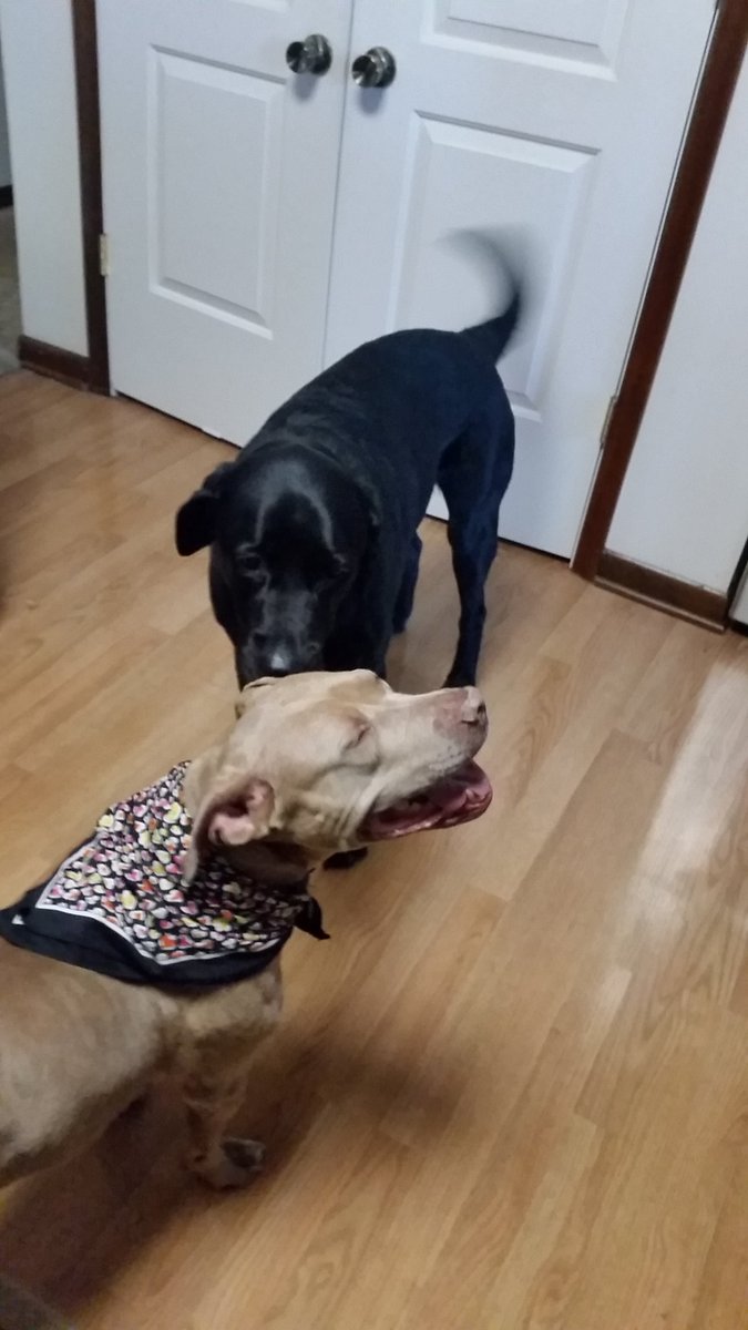 pit_trinity's tweet image. Jake is here,  pizza tonight