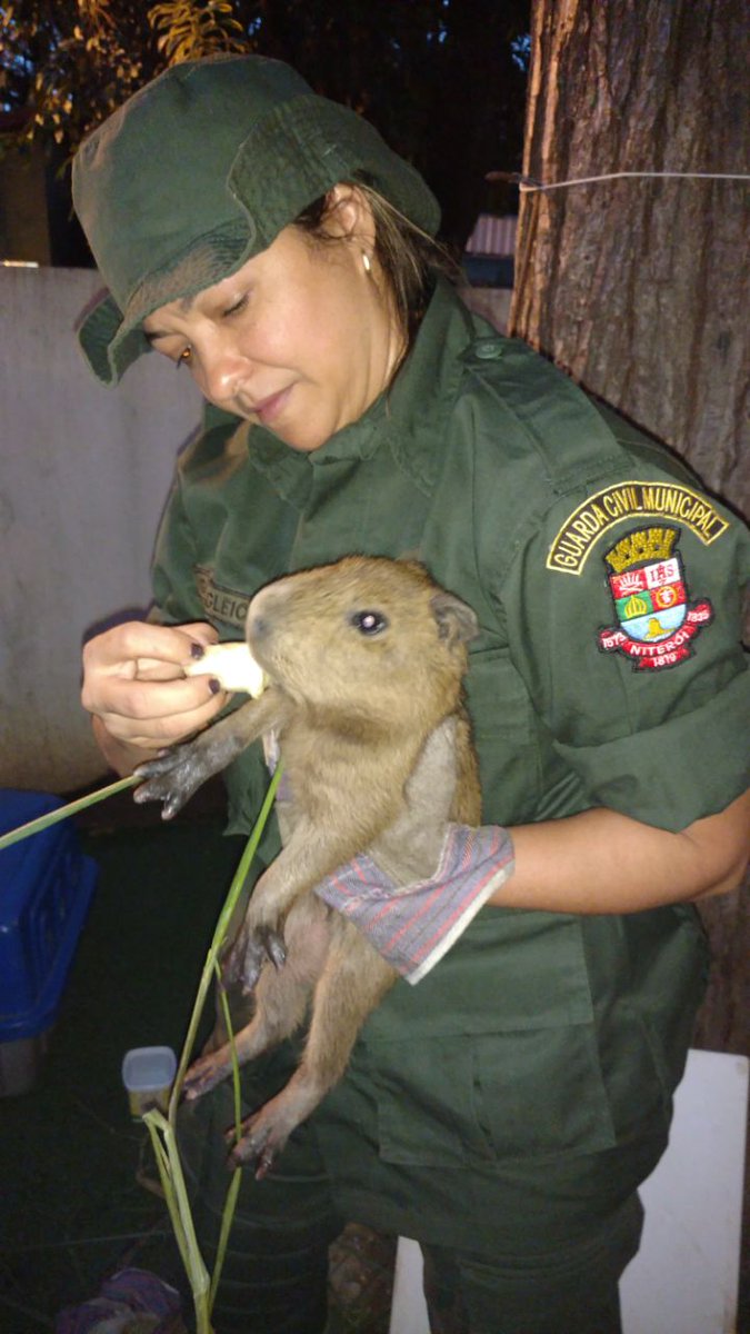 Um filhote de capivara foi resgatado na Ilha da Conceição através do acionamento do CISP no número 153. Entenda: goo.gl/Eiq66Y