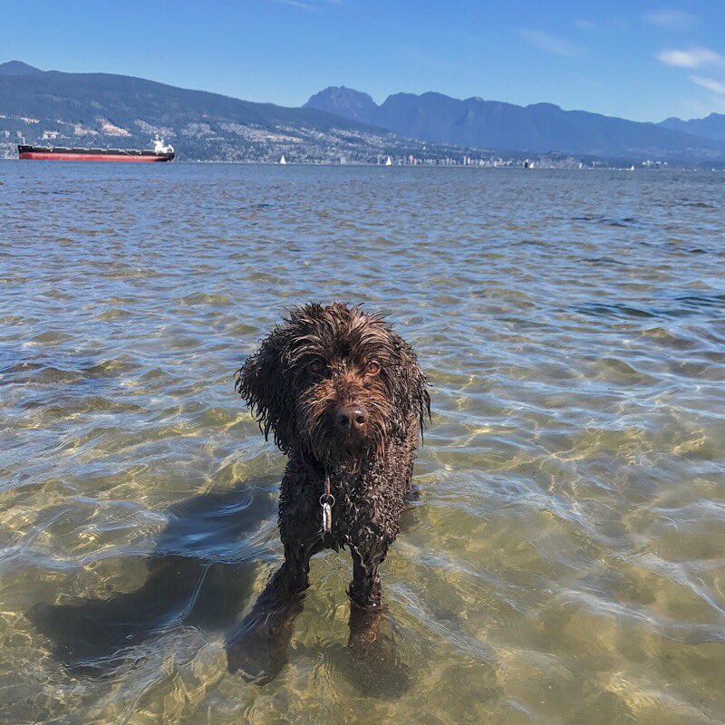 LifeDelish's tweet photo. BEACH DAY!! Had a total blast with Charlie dog at Spanish Banks #offleash #dogpark. BEST!! #lowtide #naturebathing #oceanbathing #explorebc https://t.co/BRZaIt2bOw