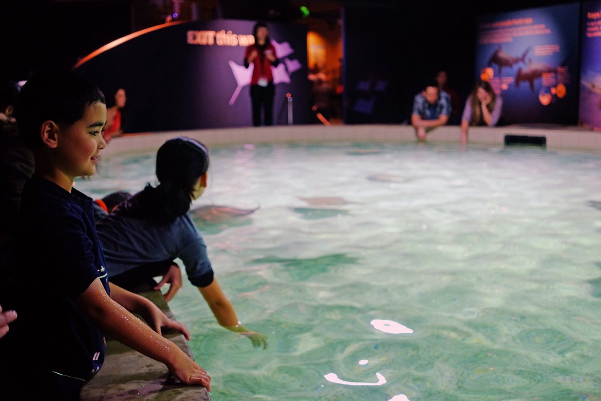 vanaqua's tweet photo. Get hands on with stingrays at #vanaqua Labour Day #longweekend at #DiscoverRays! https://t.co/zCI5pbu1DV https://t.co/bgCSA1jFiq
