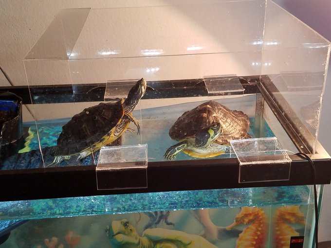Basking Buddies🐢🐢 https://t.co/3ubwbu91fh<a href="/tag/thanksgiving"class="tags"><span>#thanksgiving</span></a>