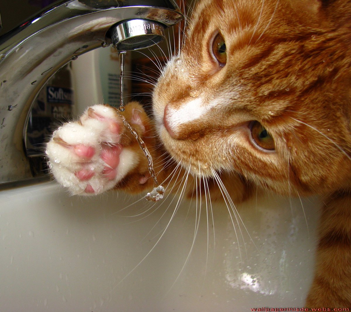 #Cat #Felinos
#BetaQuerLab #betalab #Beta #Lab  #rt #sdv #timbeta #operacaobetalab #betaajudabeta
Sigo e faço retweet.