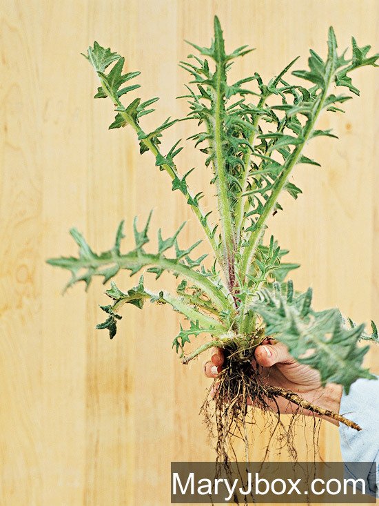 maryjbox_com's tweet photo. Weed Identification Guide  Musk Thistle  Type: Broadleaf biennial  Size: To 6 feet tall and 18 inches wide  Wher... https://t.co/plHnLYEnAq