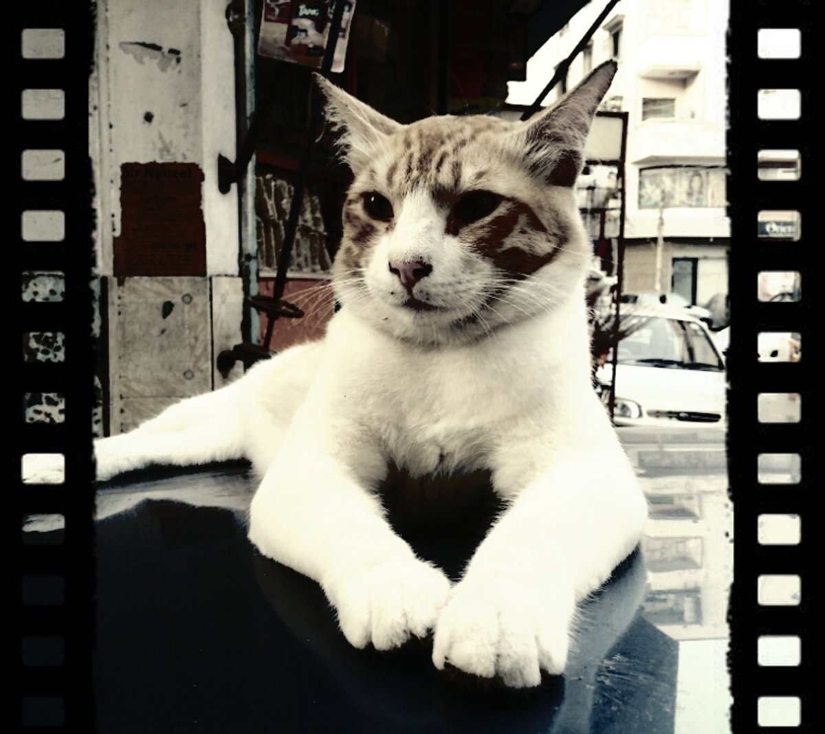 #Cat #Felinos
#BetaQuerLab #betalab #Beta #Lab  #rt #sdv #timbeta #operacaobetalab #betaajudabeta
Sigo e faço retweet.