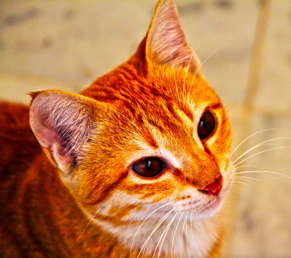 #Cat #Felinos
#BetaQuerLab #betalab #Beta #Lab  #rt #sdv #timbeta #operacaobetalab #betaajudabeta
Sigo e faço retweet.