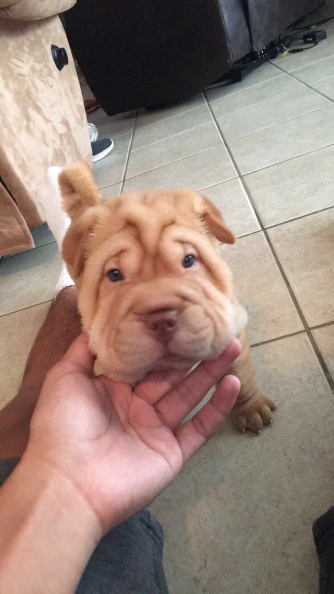 jxvster's tweet photo. here's some pics of the puppy I got today https://t.co/EYFm5GuADZ