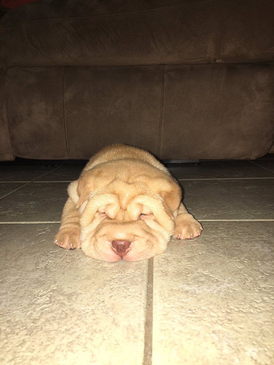 jxvster's tweet photo. here's some pics of the puppy I got today https://t.co/EYFm5GuADZ