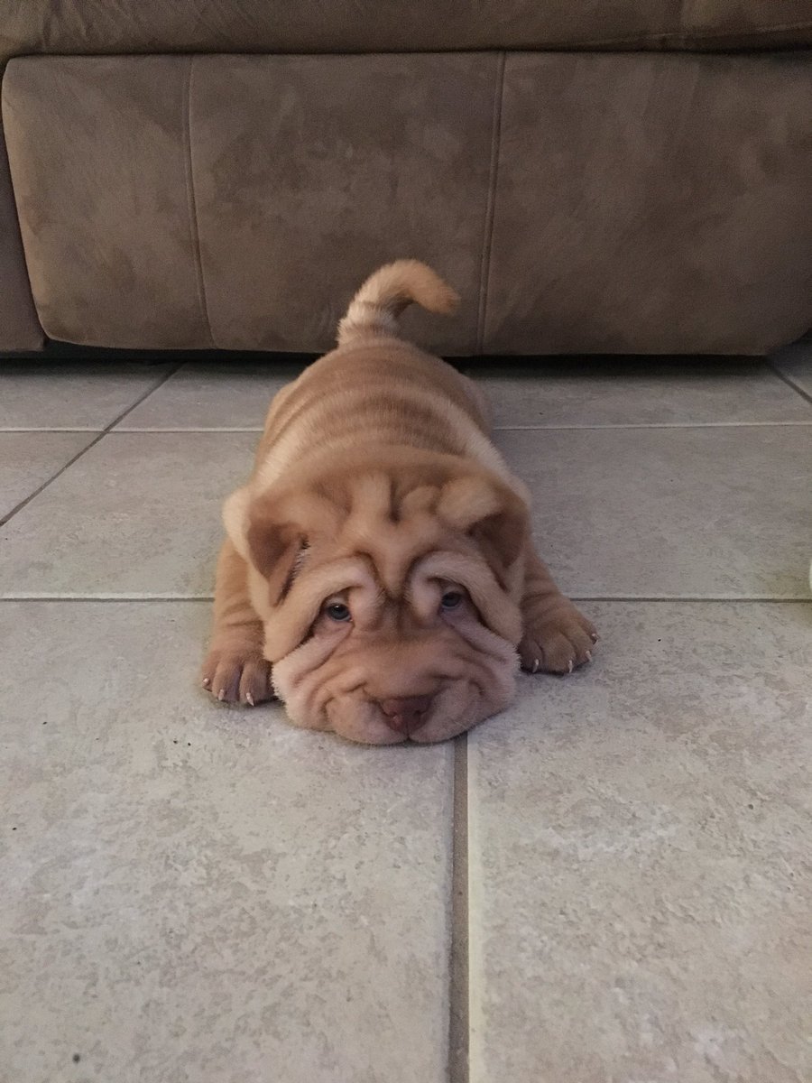 jxvster's tweet photo. here's some pics of the puppy I got today https://t.co/EYFm5GuADZ