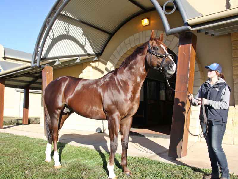 vicbreeders's tweet photo. At #Scobies last night, Woodside's Written Tycoon was crowned Champion Victorian Sire 2016/17. Star performers incl Tycoon Tara & Super Cash https://t.co/FnOHZd71K4