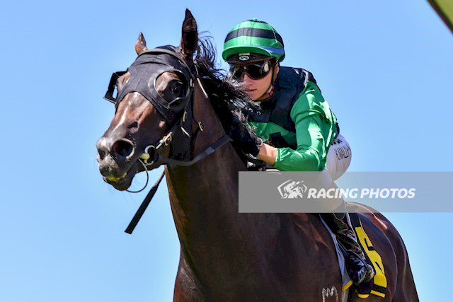 vicbreeders's tweet photo. At #Scobies last night, Woodside's Written Tycoon was crowned Champion Victorian Sire 2016/17. Star performers incl Tycoon Tara & Super Cash https://t.co/FnOHZd71K4