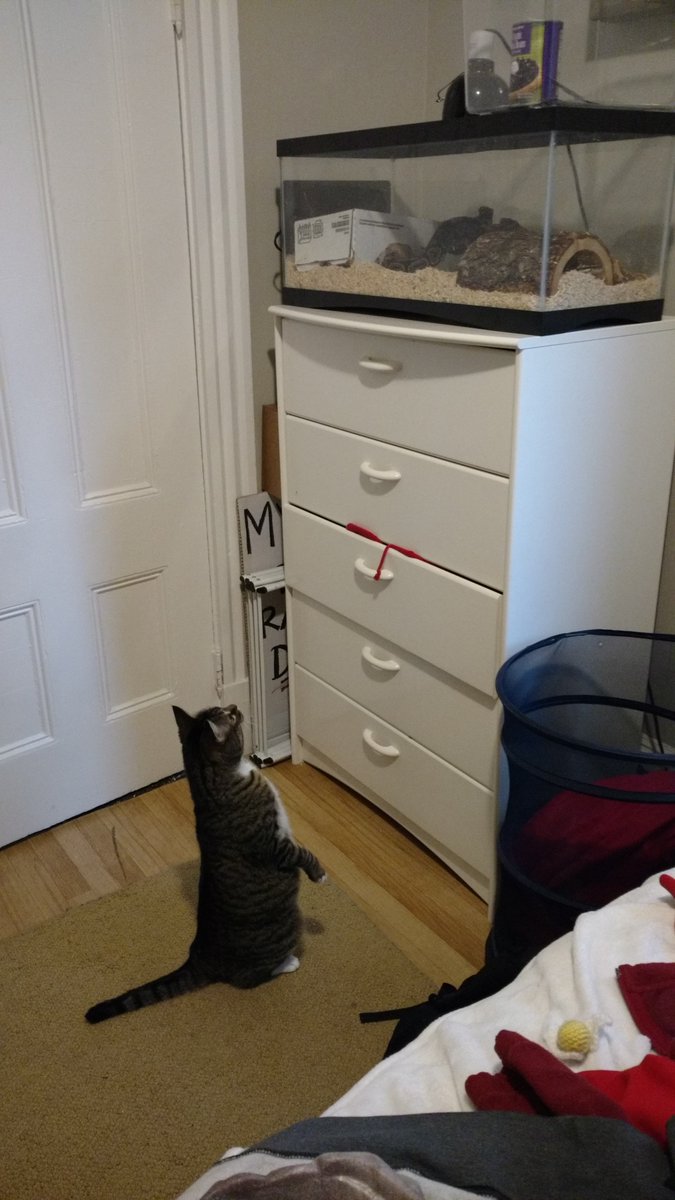 MegBoeni's tweet photo. How to entertain your cat: get a ball python. And a tall dresser. https://t.co/w4xTp9gplf