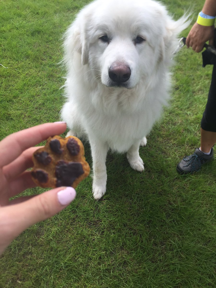 hunter_kitchen's tweet photo. We love seeing your pooches enjoying our treats! 

Send us your photos when your orders arrive! 🐶 https://t.co/MAgku3G3nG