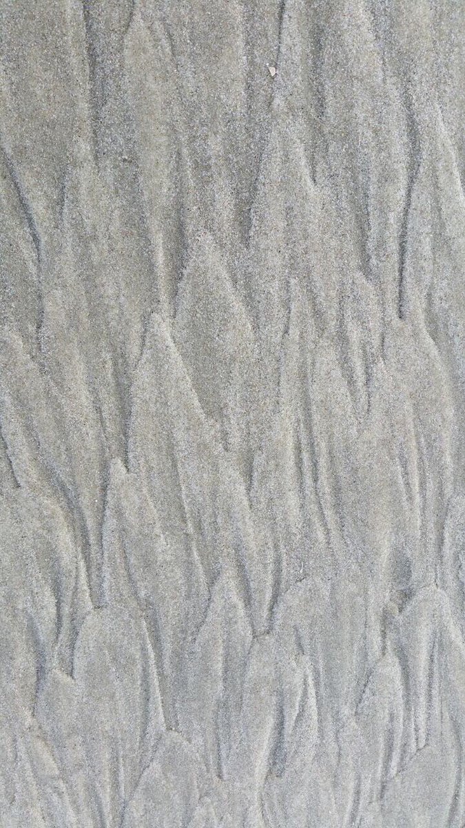 An der Ostspitze der Insel #Spiekeroog liegen sie #Seehunde in der Sonne. #Naturerlebnis mit dem Inseltaxi.