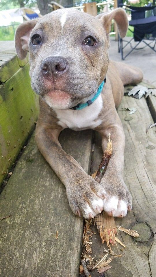 DailyiDogs's tweet photo. Omg I need you 😍😍 https://t.co/rZBN7J7StD