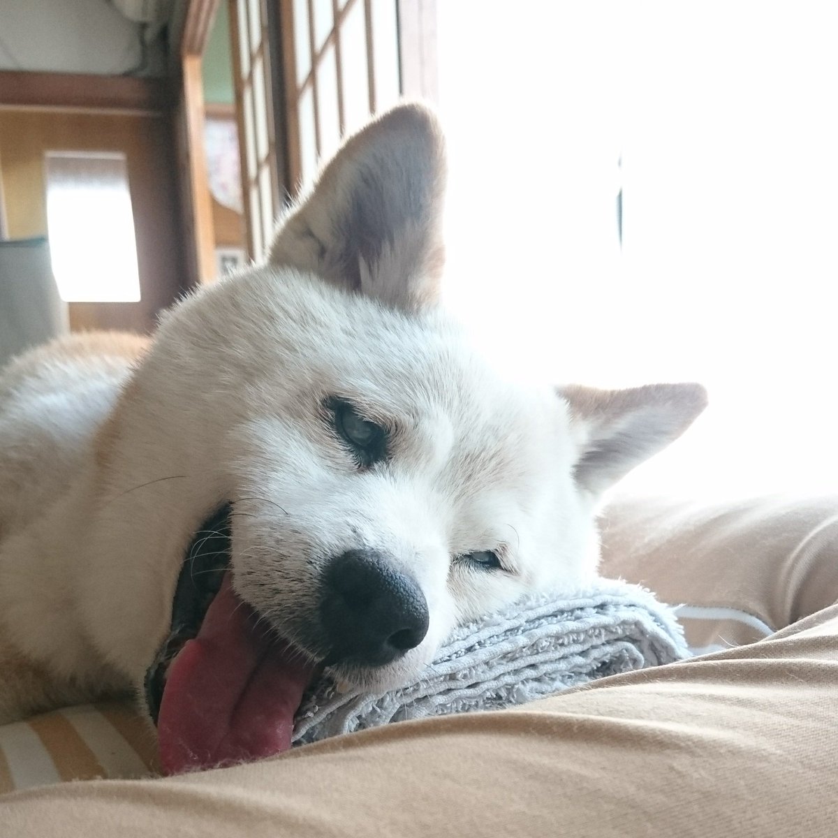 としえ 最近 毎日楽しそうです 暑くてヘハヘハしてるのもあるけど 口角の上がり方はやっぱり笑ってる 人間は80歳くらいからポジティブな感情が強くなるらしい 日野原先生は100歳を過ぎたら毎日楽しいと仰ってたけど 犬もそうなのかな 秘密 としえ 最近 毎日楽しそうです 暑くてヘハヘハしてるのもあるけど 口角の上がり方はやっぱり笑ってる 人間は80歳くらいからポジティブな感情が強くなるらしい 日野原先生は100歳を過ぎたら毎日楽しいと仰ってたけど 犬もそうなのかな 秘密